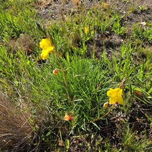 Oenothera stricta subsp. stricta at Fadden, ACT - Today by Mike
