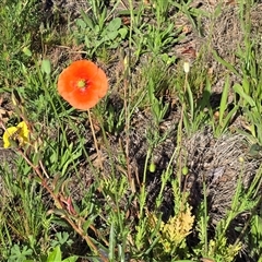 Papaver dubium (Longhead Poppy) at Fadden, ACT - 16 Nov 2025 by Mike