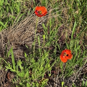 Papaver rhoeas at Fadden, ACT - Today by Mike