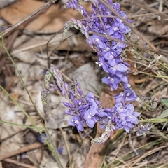 Veronica perfoliata (Digger's Speedwell) at Latham, ACT - 14 Nov 2025 by AlisonMilton
