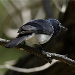 Unverified Bird at Weetangera, ACT - 16 Nov 2025 by Thurstan