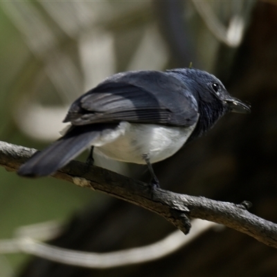 Unverified Bird at Weetangera, ACT - 16 Nov 2025 by Thurstan
