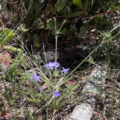 Eryngium ovinum (Blue Devil) at Higgins, ACT - 13 Nov 2025 by Untidy