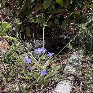 Eryngium ovinum at Higgins, ACT - 13 Nov 2025 by Untidy