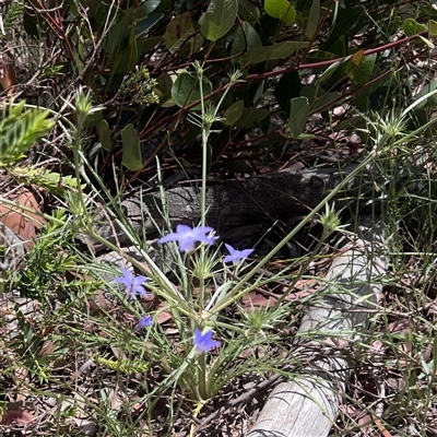 Eryngium ovinum (Blue Devil) at Higgins, ACT - 13 Nov 2025 by Untidy