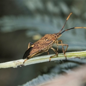 Poecilometis strigatus (Gum Tree Shield Bug) at Latham, ACT - 14 Nov 2025 by AlisonMilton