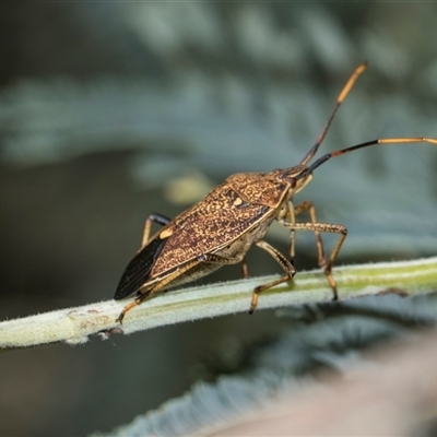 Poecilometis strigatus (Gum Tree Shield Bug) at Latham, ACT - 14 Nov 2025 by AlisonMilton