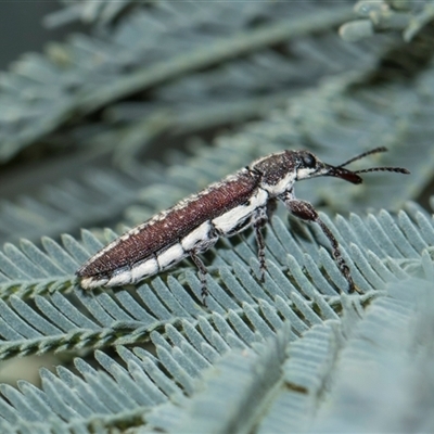 Rhinotia sparsa (A belid weevil) at Macgregor, ACT - 14 Nov 2025 by AlisonMilton