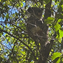 Phascolarctos cinereus at Lorne, NSW - 12 Nov 2025 by Butlinz