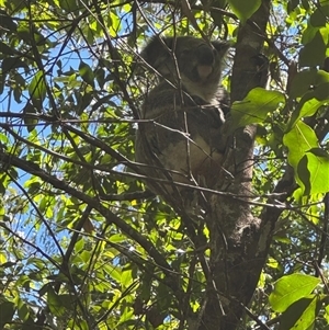 Phascolarctos cinereus at Lorne, NSW - 12 Nov 2025 by Butlinz