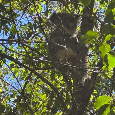 Phascolarctos cinereus at Lorne, NSW - 12 Nov 2025 by Butlinz