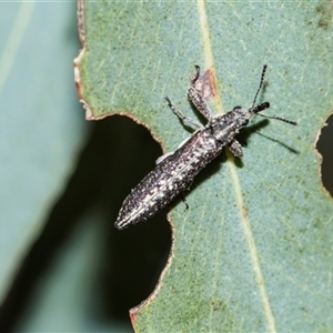 Rhinotia sp. (genus) at Macgregor, ACT - 14 Nov 2025 by AlisonMilton
