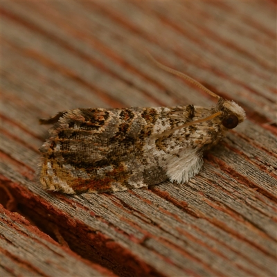 Acroceuthes metaxanthana (Dog-faced Bell Moth) at  - suppressed by DPRees125