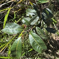Rhodomyrtus psidioides at Lorne, NSW - 12 Nov 2025 by Butlinz