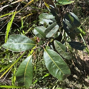 Rhodomyrtus psidioides at Lorne, NSW - 12 Nov 2025 by Butlinz