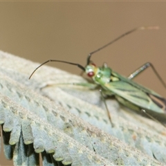 Austromiris viridissimus (Austromiris viridissimus) at Macgregor, ACT - 14 Nov 2025 by AlisonMilton