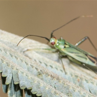 Austromiris viridissimus (Austromiris viridissimus) at Macgregor, ACT - 14 Nov 2025 by AlisonMilton