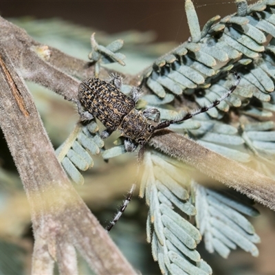 Ancita sp. (genus) at Macgregor, ACT - 14 Nov 2025 by AlisonMilton