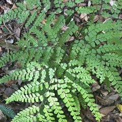 Adiantum aethiopicum at Lorne, NSW - 15 Nov 2025 by Butlinz
