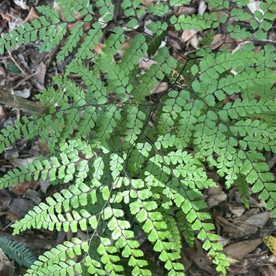 Adiantum aethiopicum at Lorne, NSW - 15 Nov 2025 by Butlinz
