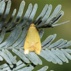 Aeolothapsa malacella (A Concealer moth) at Macgregor, ACT - 14 Nov 2025 by AlisonMilton