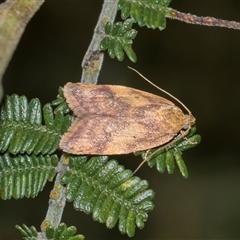 Garrha absumptella (Garrha absumptella) at Macgregor, ACT - 14 Nov 2025 by AlisonMilton