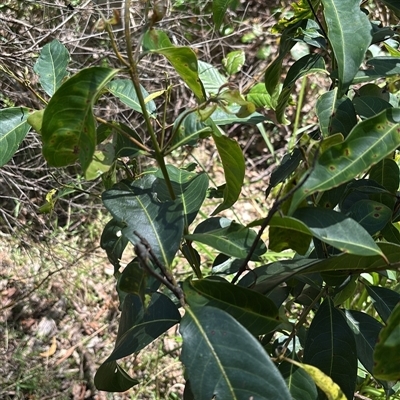 Diploglottis australis at Lorne, NSW - 12 Nov 2025 by Butlinz