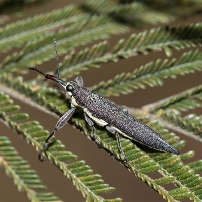 Rhinotia phoenicoptera (Belid weevil) at Macgregor, ACT - 14 Nov 2025 by AlisonMilton