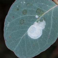 Lasiopsylla sp. (genus) at Latham, ACT - 14 Nov 2025 by AlisonMilton
