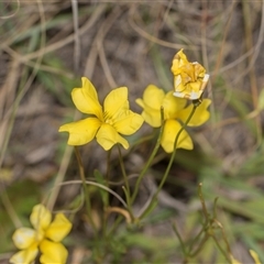 Goodenia pinnatifida (Scrambled Eggs) at Latham, ACT - 14 Nov 2025 by AlisonMilton