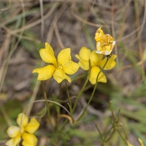 Goodenia pinnatifida at Latham, ACT - 14 Nov 2025 by AlisonMilton