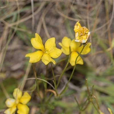 Goodenia pinnatifida (Scrambled Eggs) at Latham, ACT - 14 Nov 2025 by AlisonMilton