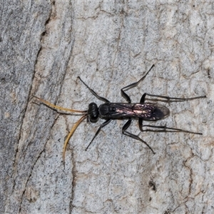 Unverified Spider wasp (Pompilidae) at Latham, ACT - 14 Nov 2025 by AlisonMilton