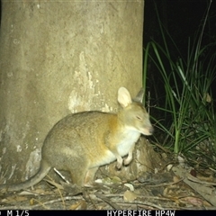 Notamacropus rufogriseus at Lorne, NSW - 10 Nov 2025 by Butlinz
