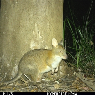 Notamacropus rufogriseus at Lorne, NSW - 10 Nov 2025 by Butlinz