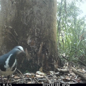 Leucosarcia melanoleuca (Wonga Pigeon) at Lorne, NSW - 8 Nov 2025 by Butlinz