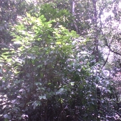 Euonymus australianus at Syndicate, QLD - 13 Mar 2014 by JasonPStewart