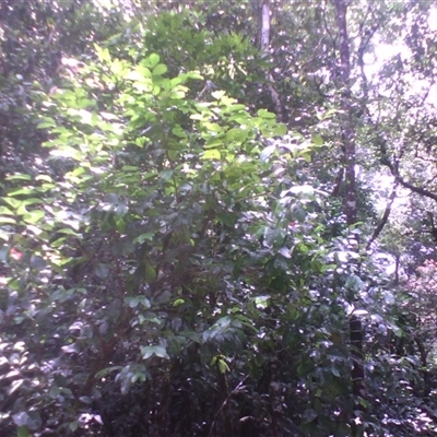 Euonymus australianus at Syndicate, QLD - 13 Mar 2014 by JasonPStewart
