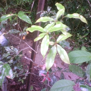 Lasjia whelanii at Syndicate, QLD - 13 Mar 2014 by JasonPStewart