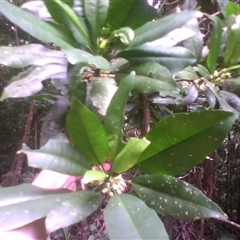 Medicosma fareana at Syndicate, QLD - 13 Mar 2014 by JasonPStewart