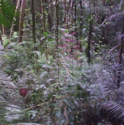 Polyscias mollis at Syndicate, QLD - 13 Mar 2014 by JasonPStewart