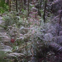 Polyscias mollis at Syndicate, QLD - 13 Mar 2014 03:36 PM