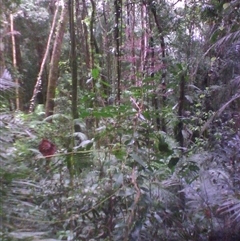 Polyscias mollis at Syndicate, QLD - 13 Mar 2014 03:36 PM
