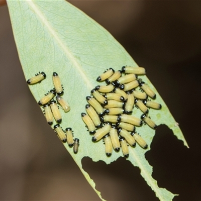 Paropsisterna cloelia (Eucalyptus variegated beetle) at Yarralumla, ACT - 11 Nov 2025 by AlisonMilton