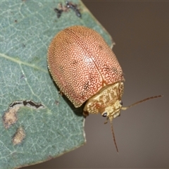 Paropsis atomaria (Eucalyptus leaf beetle) at Yarralumla, ACT - 11 Nov 2025 by AlisonMilton
