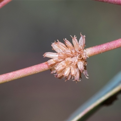 Paropsis atomaria (Eucalyptus leaf beetle) at Yarralumla, ACT - 11 Nov 2025 by AlisonMilton