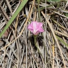 Convolvulus angustissimus (Pink Bindweed) at Yarralumla, ACT - 11 Nov 2025 by AlisonMilton