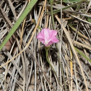 Convolvulus angustissimus at Yarralumla, ACT - 11 Nov 2025 by AlisonMilton