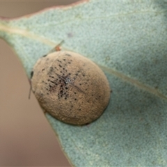 Trachymela sp. (genus) (Brown button beetle) at Yarralumla, ACT - 11 Nov 2025 by AlisonMilton