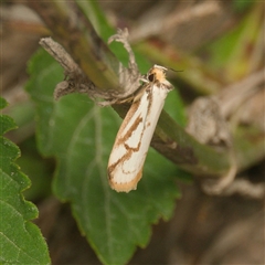 Philobota cretacea (A concealer moth) at Strathnairn, ACT - 31 Oct 2025 by DPRees125